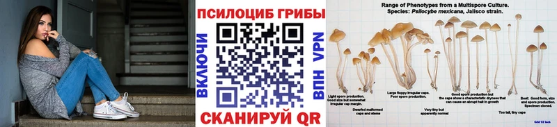 Псилоцибиновые грибы Cubensis Билибино